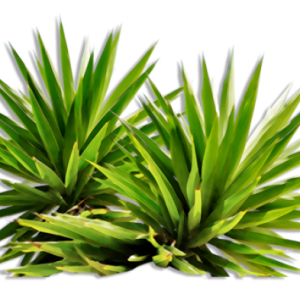 Bush PNG image