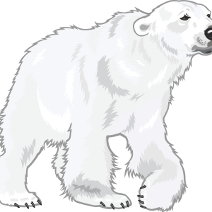 Polar white bear PNG