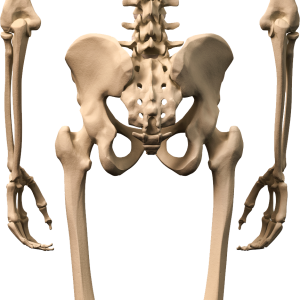Skeleton PNG
