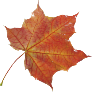 autumn PNG leaf