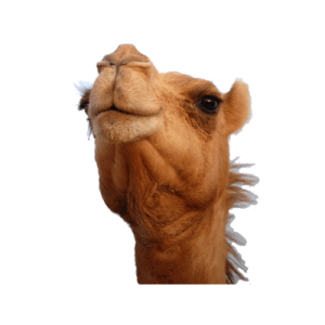 Camel PNG