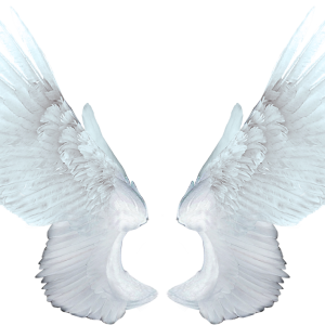 White angel wings PNG