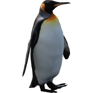 Imperator penguin PNG image