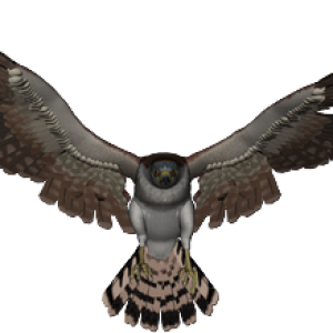 Falcon PNG