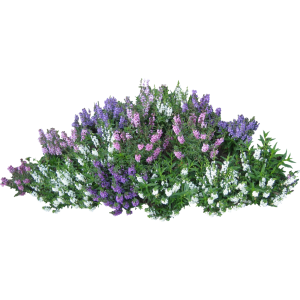 Bushes PNG image