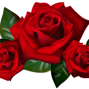 Rose PNG