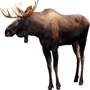 Moose, elk PNG