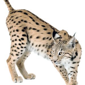 Lynx PNG