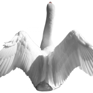 Swan PNG
