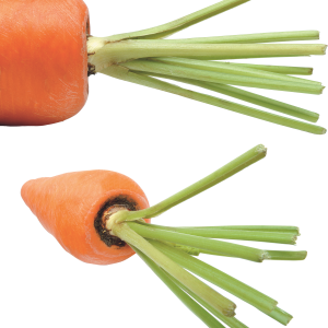 Carrot PNG