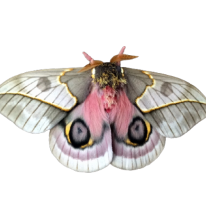 Moth PNG