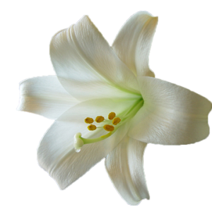 Lilium PNG