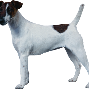 Dog PNG