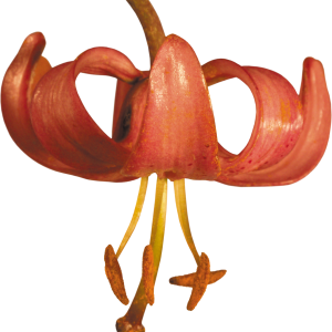 Lilium PNG