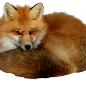 Fox PNG