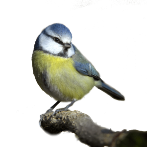 Bird PNG