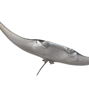 Stingray PNG