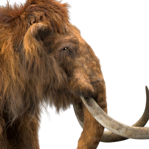 Mammoth PNG