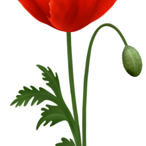 Poppy flower PNG