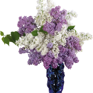 Vase PNG