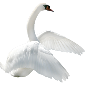 Swan PNG