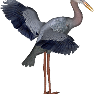 Heron PNG