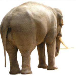 Elephant PNG