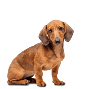 Dachshund PNG
