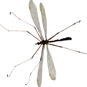 Mosquito PNG