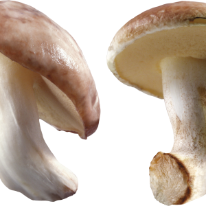 Mushroom PNG image