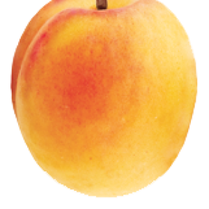 Apricot PNG