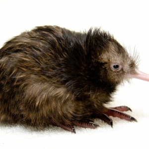 Kiwi bird PNG