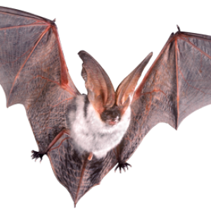 Bat PNG