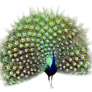 Peacock PNG