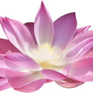 Lotus flower PNG