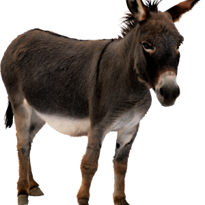 Donkey PNG