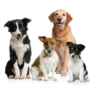 dog png image, picture, download, dogs