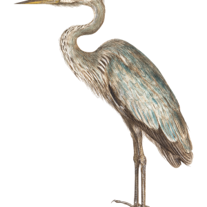 Heron PNG