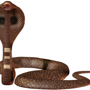 Cobra PNG