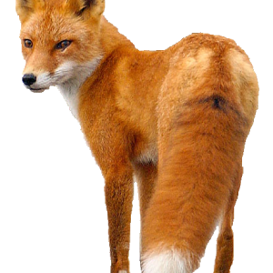 Fox PNG