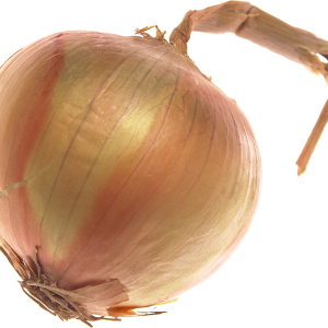 Onion PNG