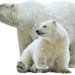 Polar white bear PNG