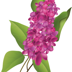 Lilac PNG
