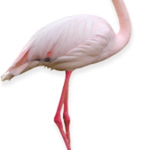 Flamingo PNG