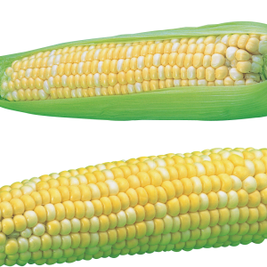 Corn PNG image