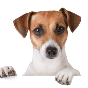 Dog PNG