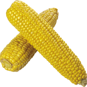 Corn PNG image