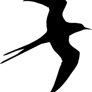 Swallow PNG