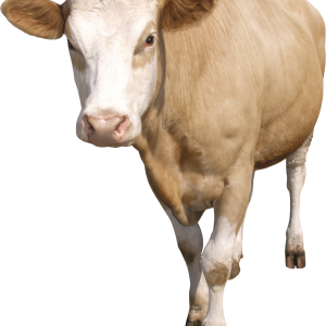 cow PNG