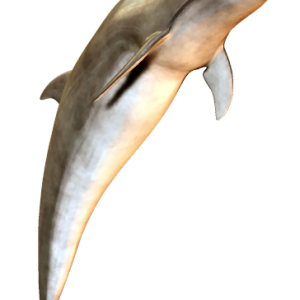 Dolphin PNG image